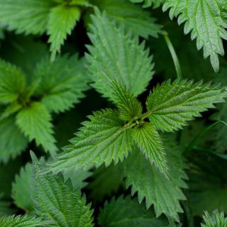 Extracto de hoja de ortiga 